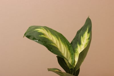 黑如意盆（塑膠）_瑪麗安粗肋草2