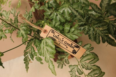 樹皮板_銀脈鳳尾蕨2