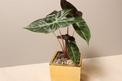 電鍍金盆_粉龍觀音蓮3