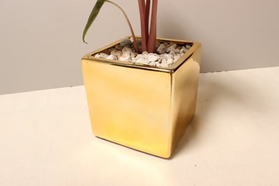 電鍍金盆_粉龍觀音蓮2