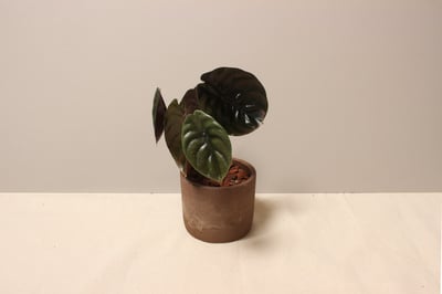 磨砂石盆_銅鏡觀音蓮2