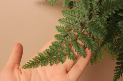 樹皮板_兔腳蕨3