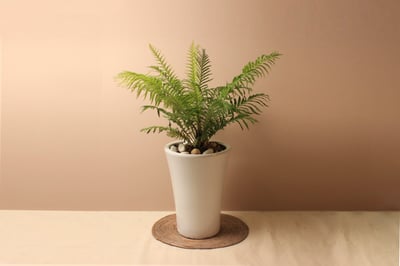 白瓷高盆_美人蕨1