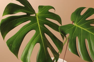 白塑膠高盆_中型龜背芋（阿水）4