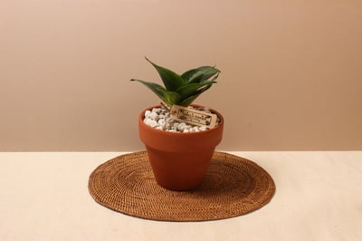 素燒盆_翡翠虎尾蘭-開開1