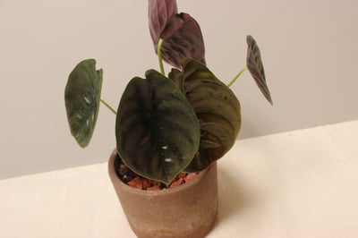 磨砂石盆_銅鏡觀音蓮5