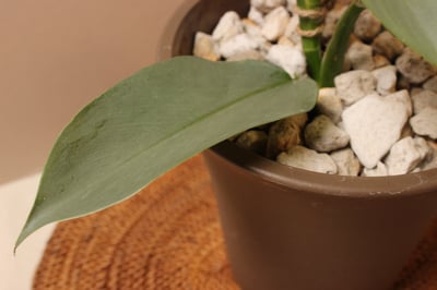 素陶盆（塑膠）_銀劍蔓綠絨4