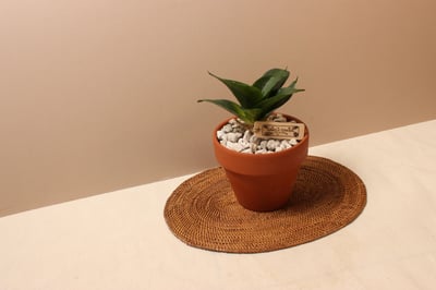 素燒盆_翡翠虎尾蘭-開開2