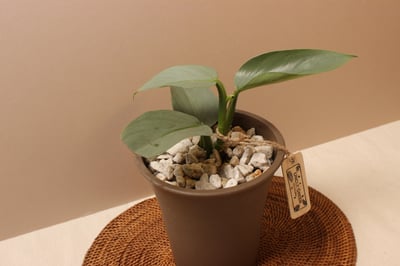 素陶盆（塑膠）_銀劍蔓綠絨2