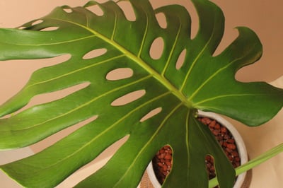 水泥盆_龜背芋3