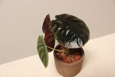 磨砂石盆_銅鏡觀音蓮4