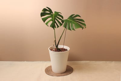 白塑膠高盆_中型龜背芋（阿水）1