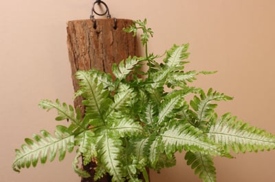 樹皮板_大銀脈鳳尾蕨4