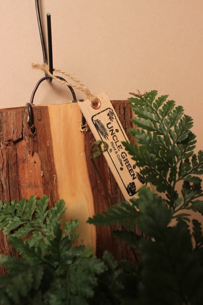 樹皮板_兔腳蕨2