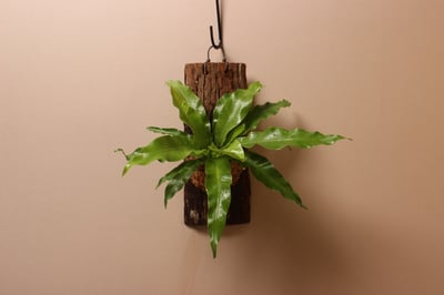 樹皮板_鳥巢蕨（山蘇）1