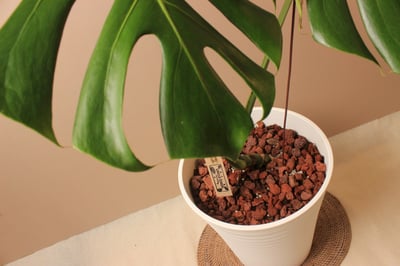 白塑膠高盆_中型龜背芋（阿水）2