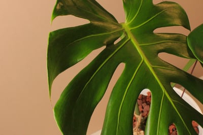 白塑膠高盆_中型龜背芋（阿水）3