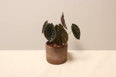 磨砂石盆_銅鏡觀音蓮1