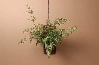 樹皮板_銀脈鳳尾蕨1