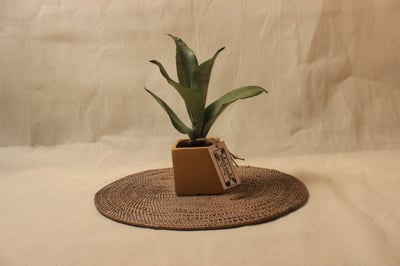 正立方盆_銀后虎尾蘭1