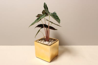 電鍍金盆_粉龍觀音蓮1