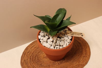 素燒盆_翡翠虎尾蘭-開開3