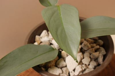 素陶盆（塑膠）_銀劍蔓綠絨3