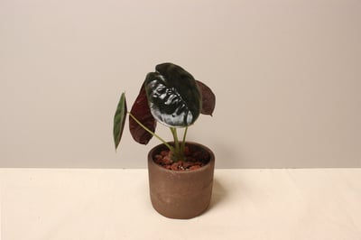 磨砂石盆_銅鏡觀音蓮3