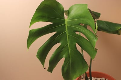 素燒盆_中型龜背芋（歪歪）2