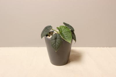 墨綠瓷盆_犀牛皮觀音蓮1