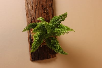 樹皮板_蕾絲蕨2