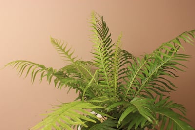 白瓷高盆_美人蕨3