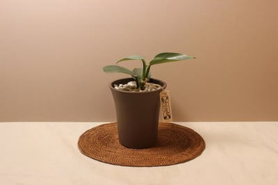 素陶盆（塑膠）_銀劍蔓綠絨1