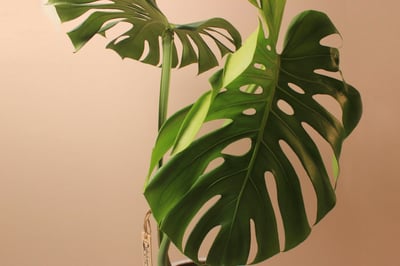 水泥盆_龜背芋2