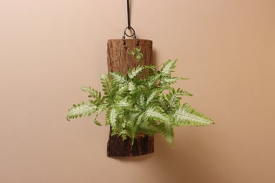 樹皮板_大銀脈鳳尾蕨2