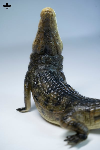 【正版授權】JXK－荒灘巨鱷8