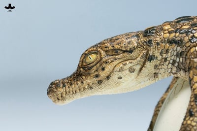 【正版授權】JXK－破殼小鱷魚10