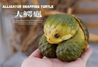 【爬蟲動物】博物誌-2024噸噸動物園龜系列3