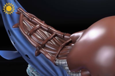 【數碼寶貝】太陽模玩-巨鯨獸3