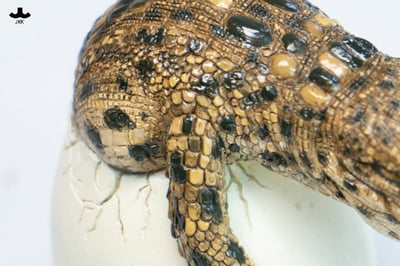 【正版授權】JXK－破殼小鱷魚12