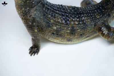 【正版授權】JXK－荒灘巨鱷9