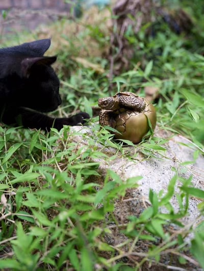 【動物爬蟲】博物誌-加拉巴哥象龜 幼龜破殼4