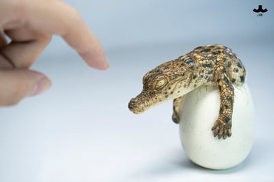 【正版授權】JXK－破殼小鱷魚13