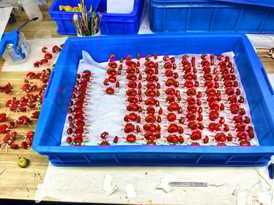 【寶可夢】WM風車-大鉗蟹&龍蝦小兵（海外現貨）3