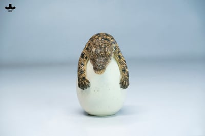 【正版授權】JXK－破殼小鱷魚8