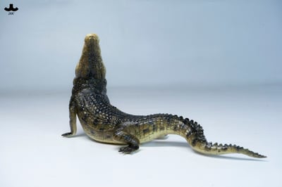 【正版授權】JXK－荒灘巨鱷3