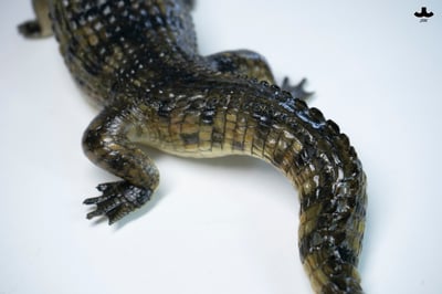 【正版授權】JXK－荒灘巨鱷10