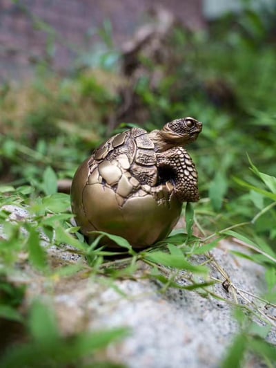 【動物爬蟲】博物誌-加拉巴哥象龜 幼龜破殼2