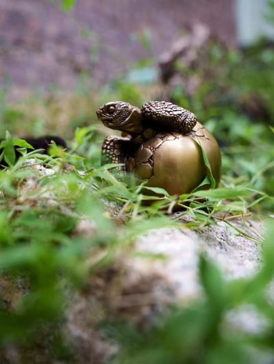 【動物爬蟲】博物誌-加拉巴哥象龜 幼龜破殼1