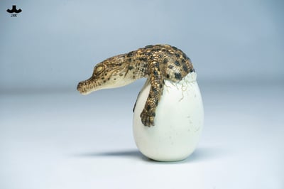 【正版授權】JXK－破殼小鱷魚5